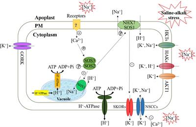 Response Mechanisms of Plants Under Saline-Alkali Stress